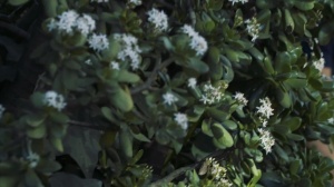 DrillMyHole: Casey Jacks Bottoms for Big Dick Wesley Woods