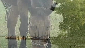 Falcon Studios: Stefan Plows His Ass Deep