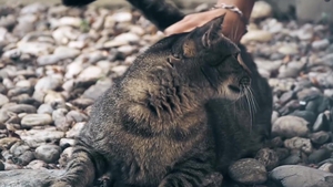 Pussy Play Turns into a Frenzied Flip-Flop