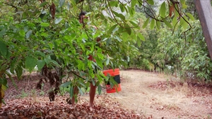 Next Door Originals: Cocking from Behind